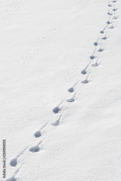 Obraz 冬　雪　足跡