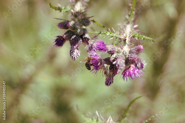 Obraz Abeja en flor.