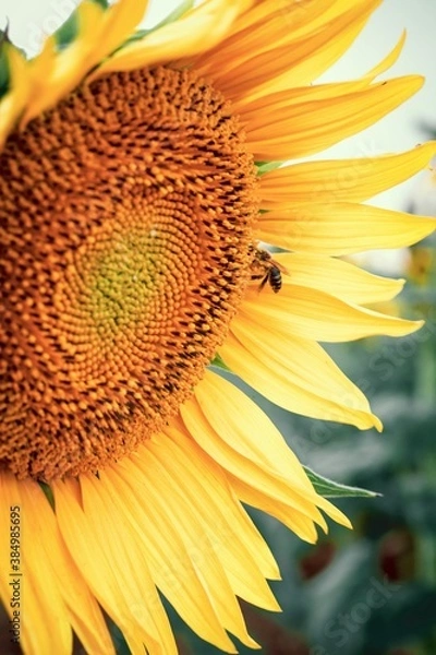 Obraz Girasol con abeja.