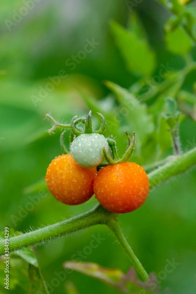 Fototapeta Fresh Cherry tomatoes and leaves on tree in nature