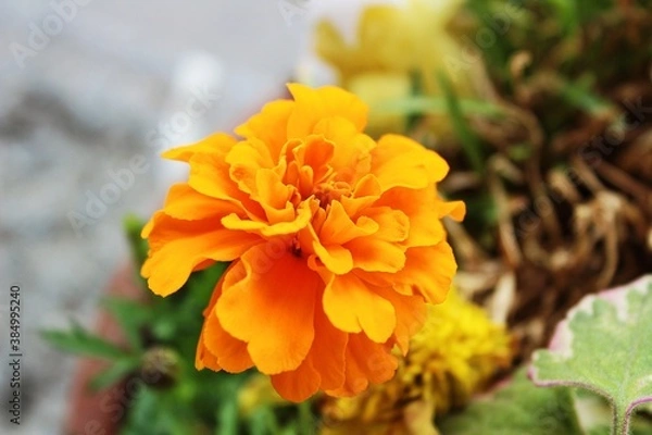 Obraz orange flower in the garden