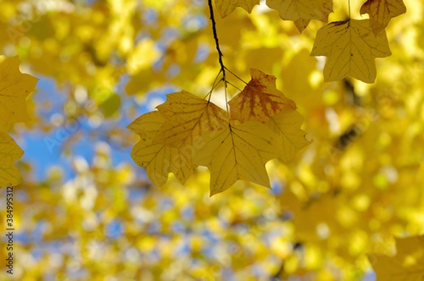 Fototapeta ユリノキ