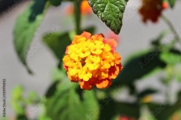 Obraz red and yellow flower