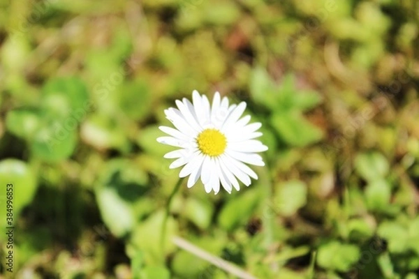 Obraz daisy flower in the garden