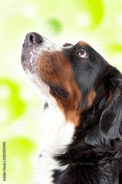 Obraz バーニーズマウンテンドッグ