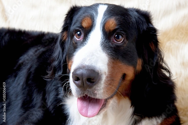 Fototapeta バーニーズマウンテンドッグ