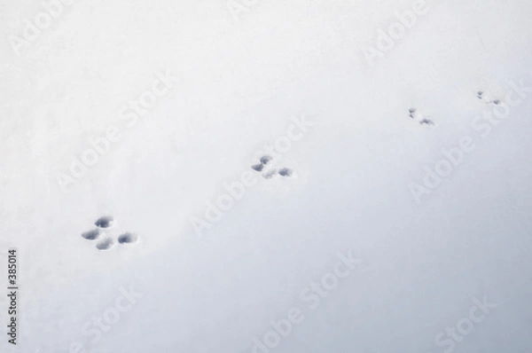 Obraz squirrel tracks