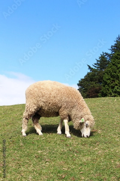 Obraz 六甲山牧場・羊