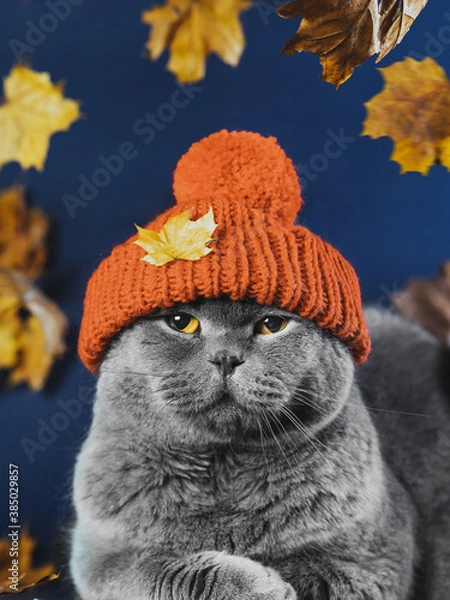 Obraz A disgruntled gray Scottish cat sits in a knitted orange hat with folded shoulder straps. Blue background and yellow leaves. Clothes for pets. The cat in the hat. Autumn blues. Emotions of animals.