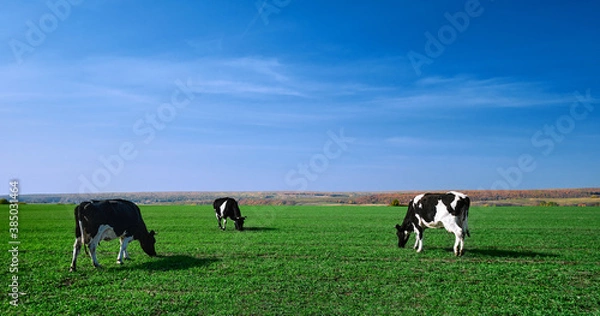 Fototapeta Cows on a green field. Herd of cows at summer green field. Image with space for text.