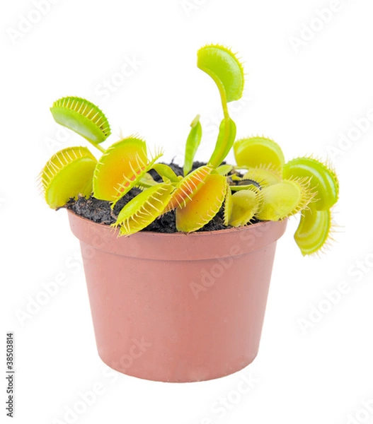 Obraz Dionaea muscipula