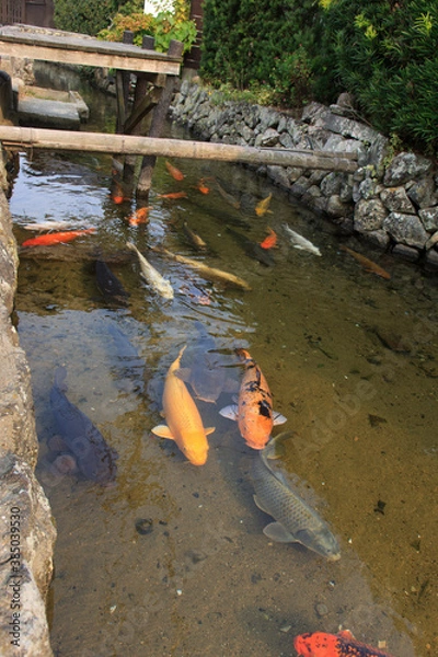 Fototapeta 萩、藍場川の鯉