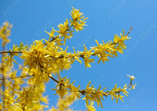 Obraz Blossom forsythia branch