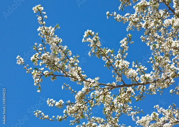 Obraz Luxuriant blossom tree