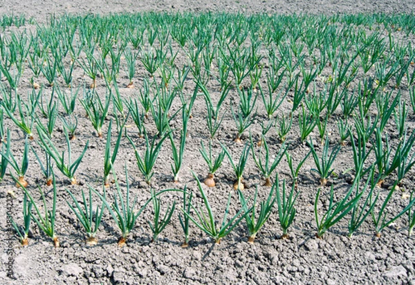 Obraz Just planted onion