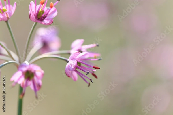 Fototapeta らっきょの花