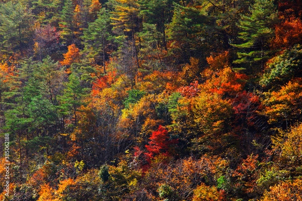 Fototapeta 紅葉の山