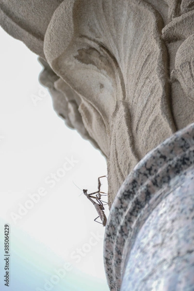 Fototapeta A praying mantis on a Corinthian column