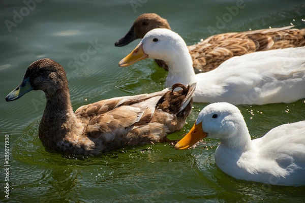 Obraz Ducks on Lake