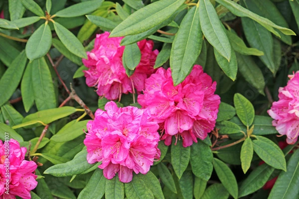 Obraz Pink Rhododendron flowering in Spring	
