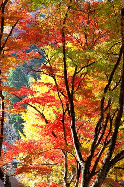 Fototapeta 香嵐渓の紅葉