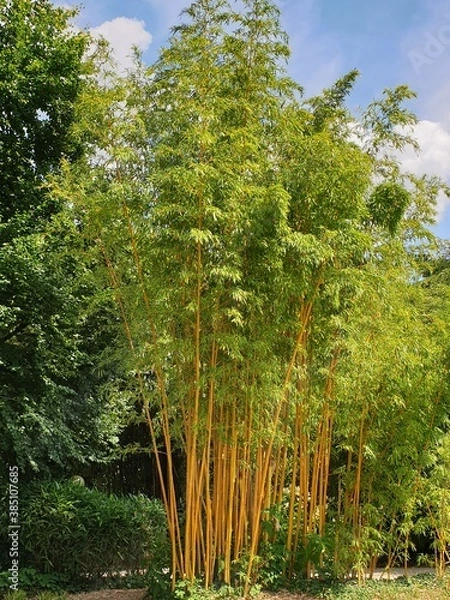 Obraz trees in the forest