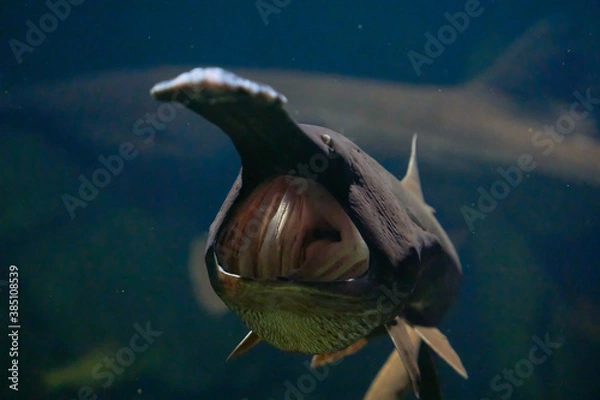 Obraz River fish with a long nose and a huge mouth Polyodon spathula in natural habitat