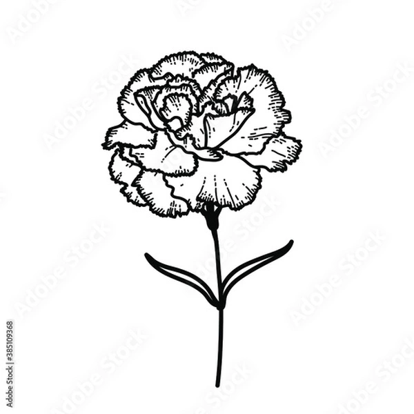 Fototapeta Flower Carnation
