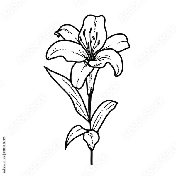 Fototapeta Flower Witte Lelie