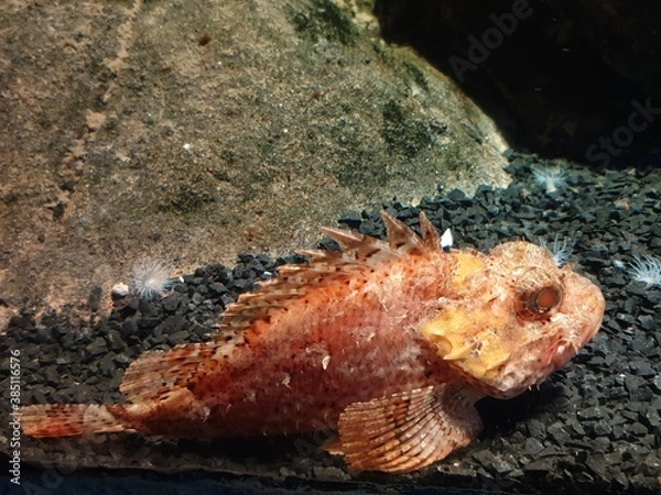 Obraz octopus on the beach