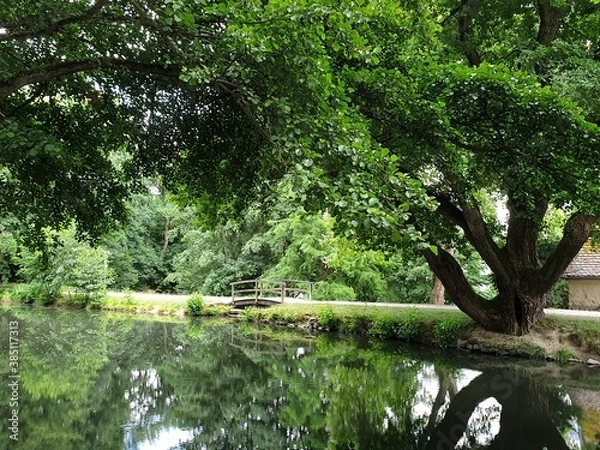 Obraz tree in the water