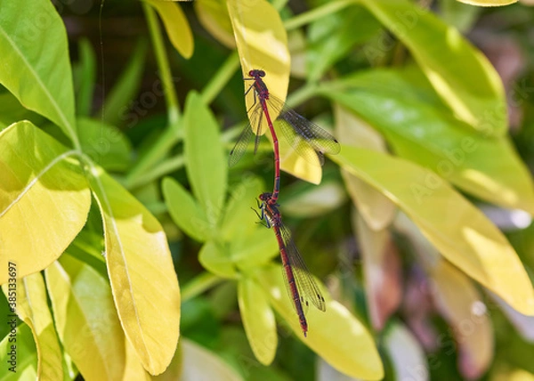 Fototapeta Bright, vivid Large Red Damselflies (Pyrrhosoma nymphula) mating on a bush.