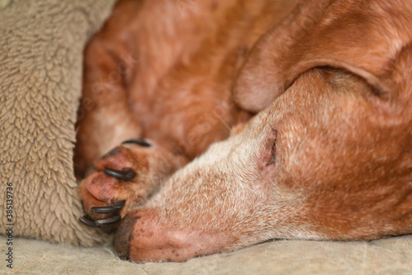 Fototapeta Sleeping old dog