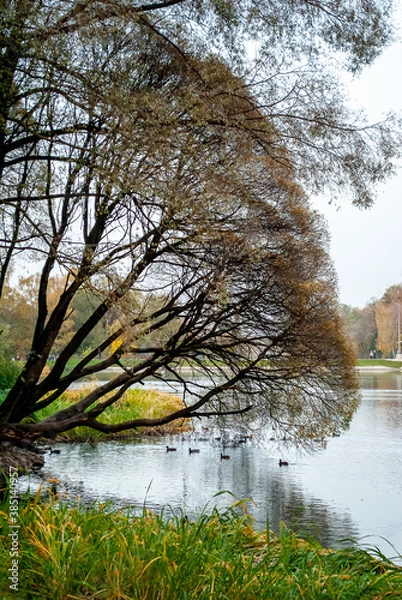 Obraz tree in the water