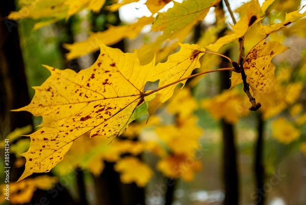 Obraz yellow autumn leaves