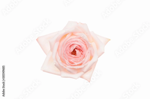 Fototapeta 白バックにピンク色と赤色のバラの俯瞰