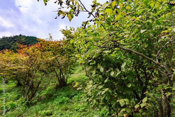 Obraz ナツハゼの木のある風景