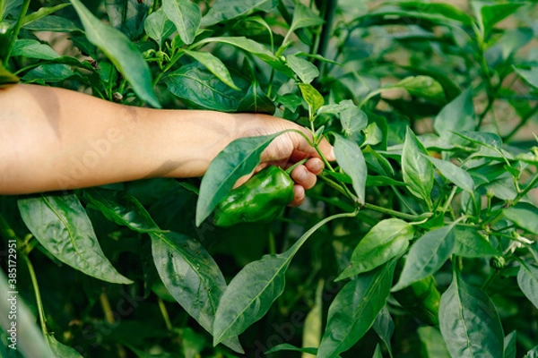 Obraz ピーマンの収穫をする少年の手のアップ