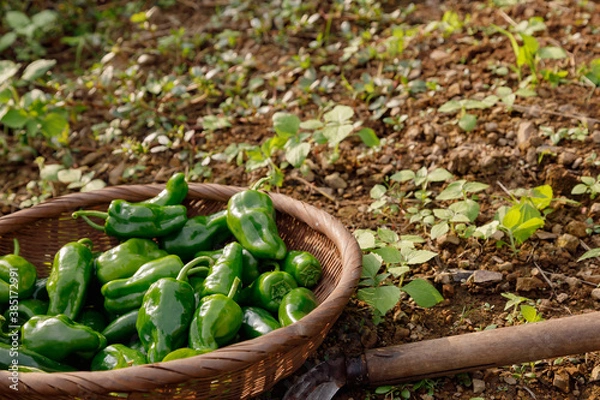 Obraz 収穫したピーマンと鎌