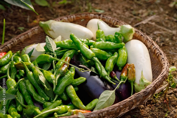 Obraz 野菜の収獲