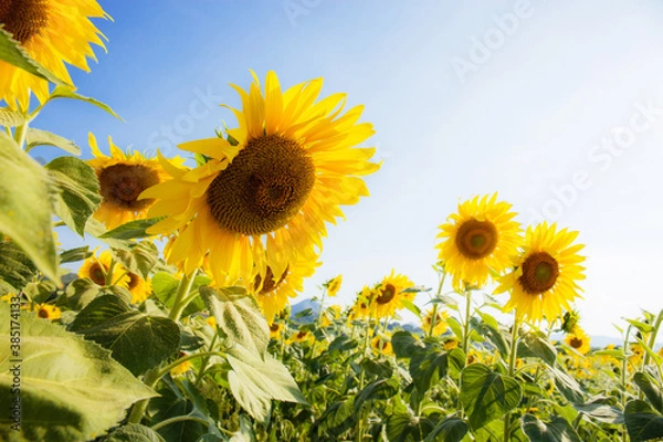 Obraz Sunflower on field with sunlight.