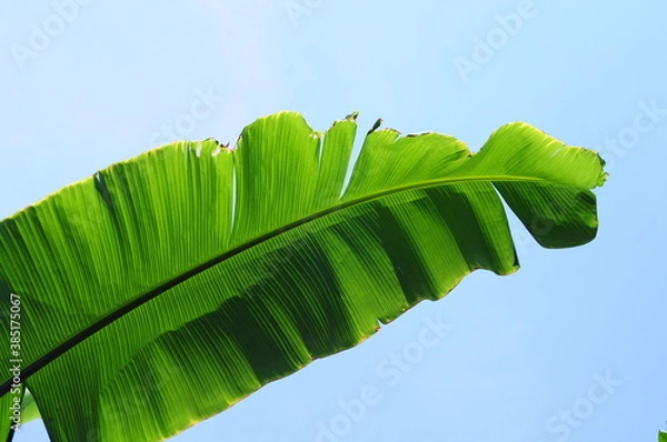 Obraz green leaf on blue sky background