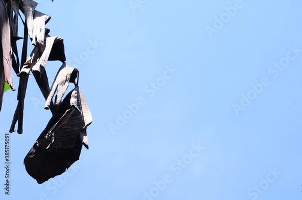 Obraz black and white