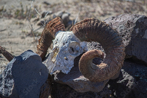 Obraz El ancestro de la cabra.