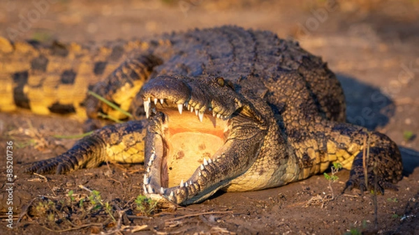 Obraz Nile crocodile with mouth open showing teeth in Chobe River in Botswana