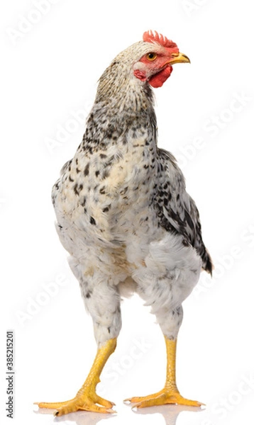 Obraz one gray rooster isolated on white background, studio shoot