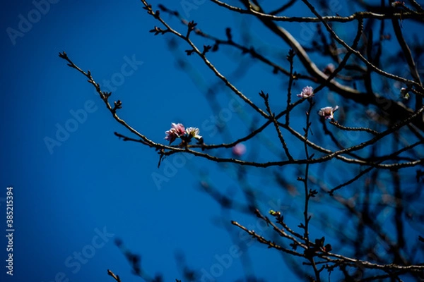 Fototapeta 十月桜