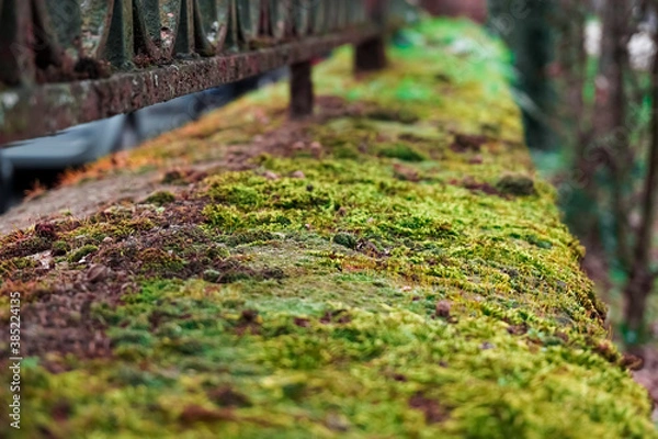 Obraz Green moss on a wall