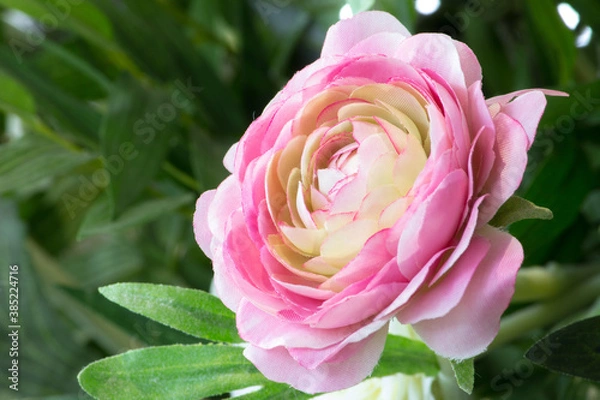Fototapeta Artificial rose of violet and pink color close-up.