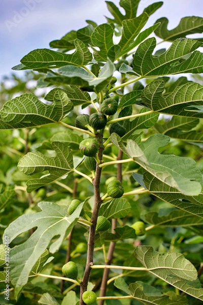 Fototapeta Closeup of common fig tree with fruits and foliage . Green leaves are lobed and the figs not ripe.